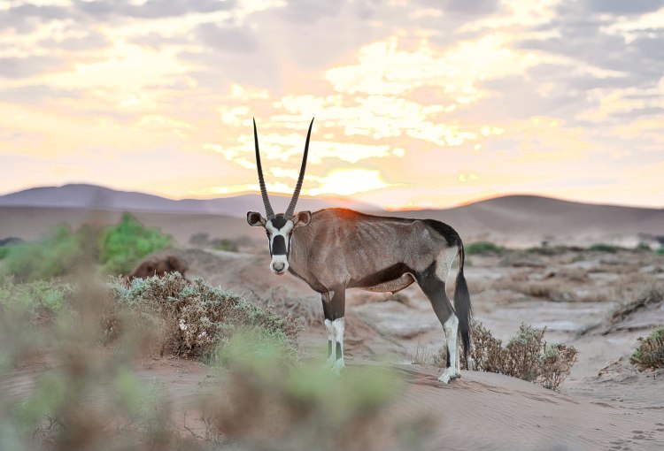 Essenz des südlichen Afrikas